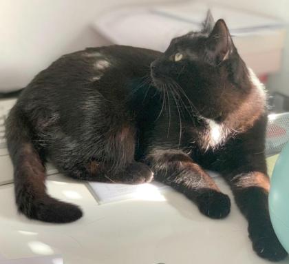 LUNA und KIKI - europäische Kurzhaarkatze - Tierhilfe-Franken e.V.