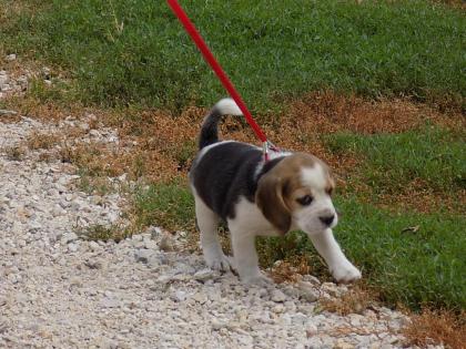 Beagle Welpen