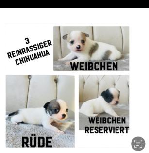 Chihuahua Welpen