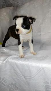 BOSTON TERRIER WELPEN
