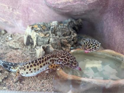 2 Leopardgeckos Damen mit Terrarium und Zubehör