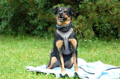 LEGO - Pinscher-Mix - 5 Jahre - Tierhilfe-Franken e.V.