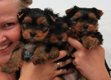 Süße Yorkshire Terrier Welpen aus liebevoller Hobbyzucht (DHS)