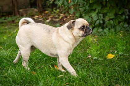 BABY MO - fröhlicher Mops - 5 Jahre - Tierhilfe-Franken e.V.