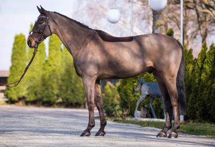 Schönes 10-jähriges Olthoroughbred