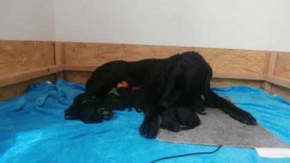 Welpen CURLY COATED RETRIEVER - lockig