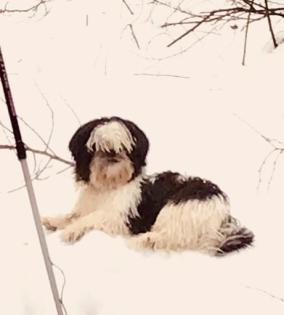 Berlin 13159 Deckrüde Shih-Tzu für einen weiblichen Hundewelpen