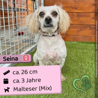 Seina (w), 3 Jahre, 26 cm, Slowakei