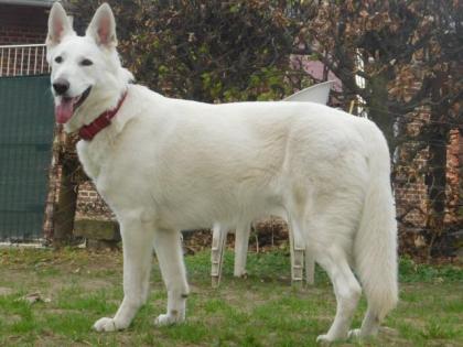 Wurferwartung Weisse Schweizer Schäferhund Welpen