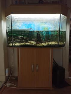 Wasserschildkröte inkl. Aquarium & Zubehör