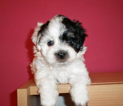 Havanese Welpen