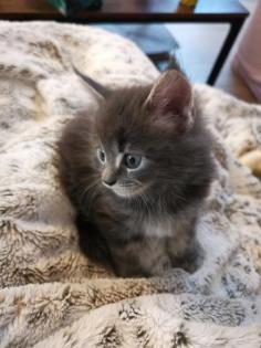 Maine Coon Kitten reinrassig o.P 