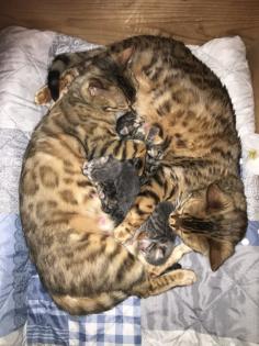 Bengal russisch blau Kitten
