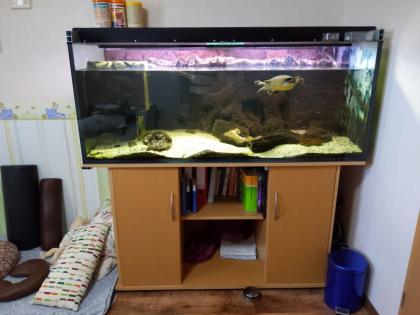 Rotbauch-Spitzkopf-Schildkröte inkl. komplettem Aquarium abzugeben --zu verschen
