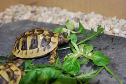 Griechische Landschildkröten