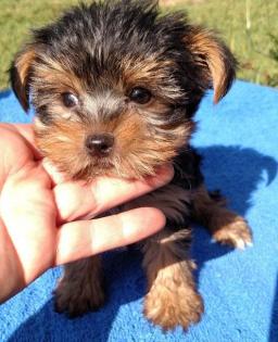 Süsse kleine Yorkshire Terrier Babys Rüden / Hündinnen