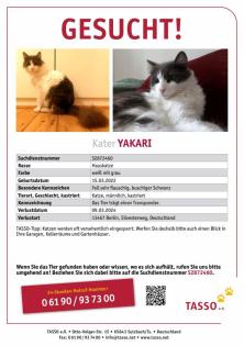 Kater Yakari gesucht 13467 Berlin Hermsdorf