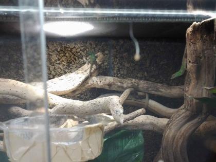 Anolis distichus 0.1