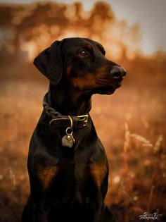 Hundeshooting Hundefotografie Hund&Mensch