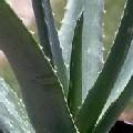 Beste AloeVera Säuglingspflege: Unsere Empfeh