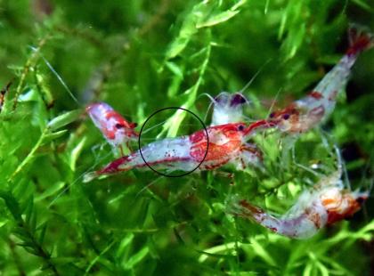 Red Rili Garnele, Zwerggarnele, AKTION (Versand/ Abholung)