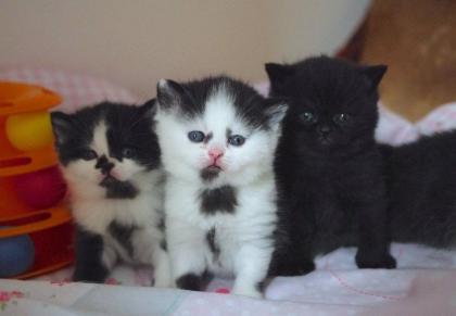 Reirassige Schwarz und weiß BKH Kitten