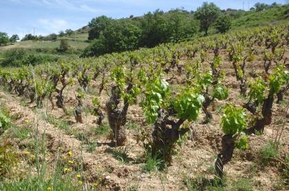 Italien, Sardinien, Weinberg, Land, 3 Ha, Existenz, Baugenehmigung