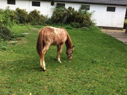 Pony Kinder Pony Mutter POA Leopard Zeichnung Stute 1 Jahr 1, 25