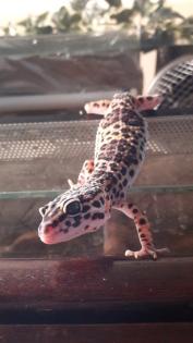Terrarium mit 3 Leopardgeckos (weibl. 0.1)