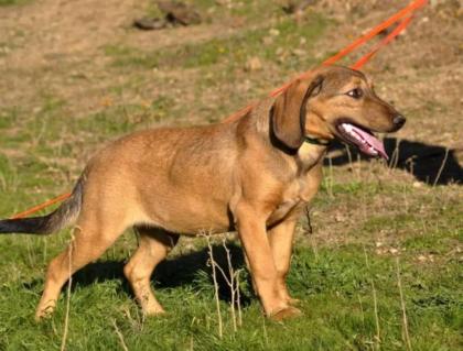 Rudi sucht ein passendes Zuhause
