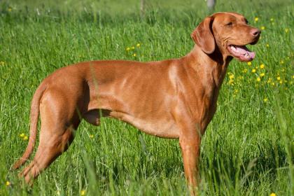 Magyar Vizsla Deckrüde *Philos vom Starkenbrunnen* Körzucht *Kein Verkauf