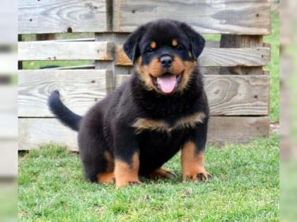 Reinrassige Rottweiler welpen