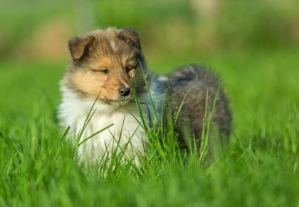 Zauberhafte Colliewelpen mit Papieren