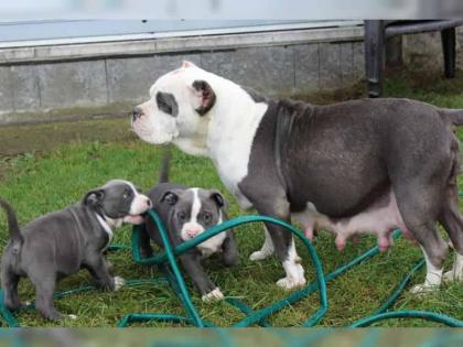 Reinrassige American Pitbull Terrier Blue-Line mit VDH Papieren