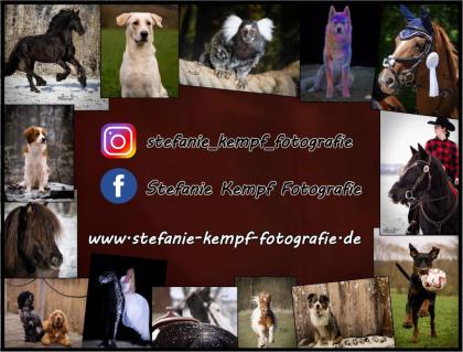 Lolli Shooting Tierfotografie Hundefotografie