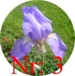 Biete: Verschiebene Schwertlilien (Iris). Blumen.