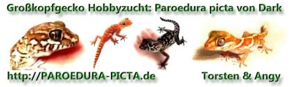 Zutrauliche Geckos ( Paroedura picta )