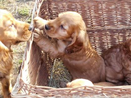 Englisch Cocker Spaniel Welpe rotbraun