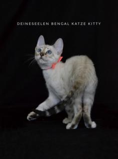 Bengal Katze Kitty (13 Wochen alt Abgabebereit)