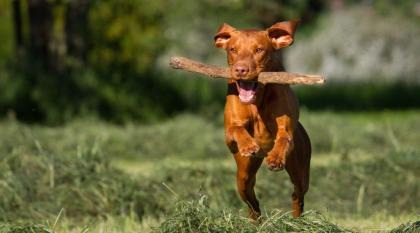 Magyar Vizsla Deckrüde *Philos vom Starkenbrunnen* Körzucht *Kein Verkauf