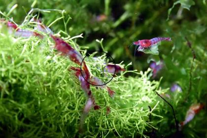 Red Rili Garnele, Zwerggarnele, AKTION (Versand/ Abholung)