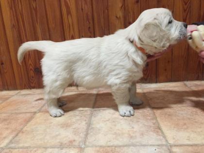 Golden retriever mit pedigree