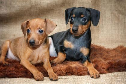 Wunderschöne Liebevoller Reinrassige Zwergpinscher Welpen 3 Hündinnen und 4 Rüde