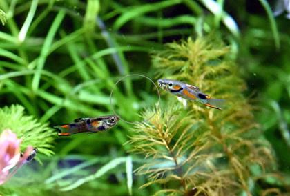 Wildendler, Guppy, reinerbig (Versand/ Abholung)