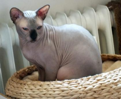 Canadian Sphynx Deckkater