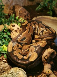 Königspython (Python regius)