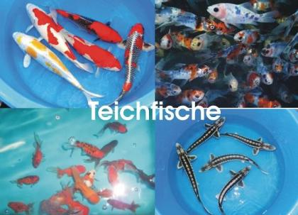 Teichfische - Koi - Biotopfische - Krebse - Muscheln uvm. / Fischfarm Eske