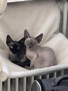 Zwei wunderschöne Devon Rex Brüder mit Stammbaum