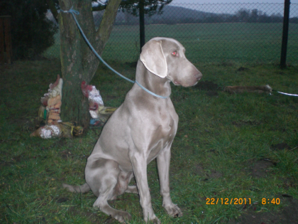 Weimaraner-KH-Zuchthündin