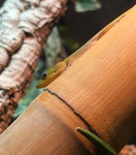 Zwei Goldstaub Taggeckos (Phelsuma laticauda) zu verkaufen 